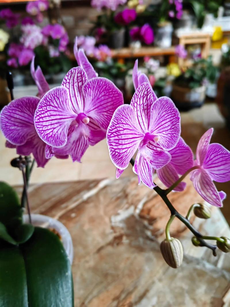 哪些蝴蝶兰品种自带香味？-图3