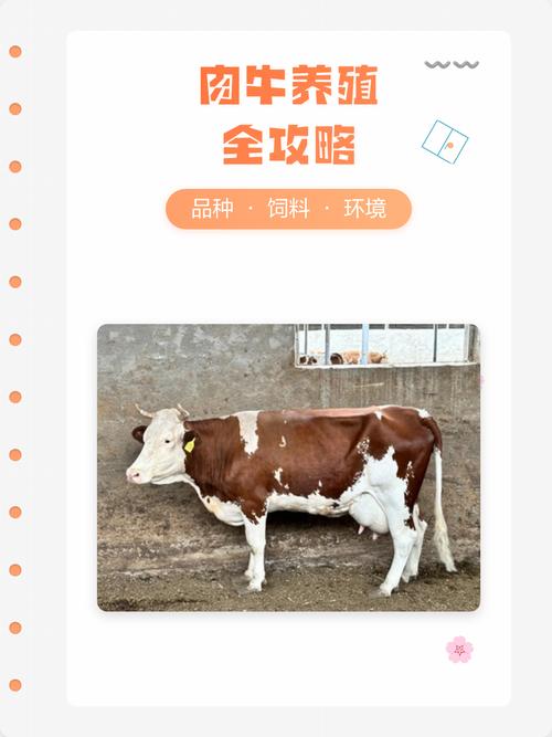 肉牛养殖技术指导方案有哪些要点？-图3