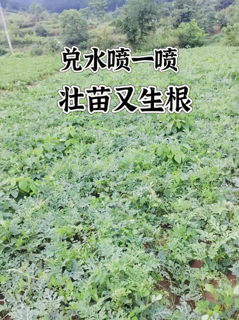 早佳西瓜秋季种植怎么种?-图1 早佳西瓜秋季种植怎么种?-图1