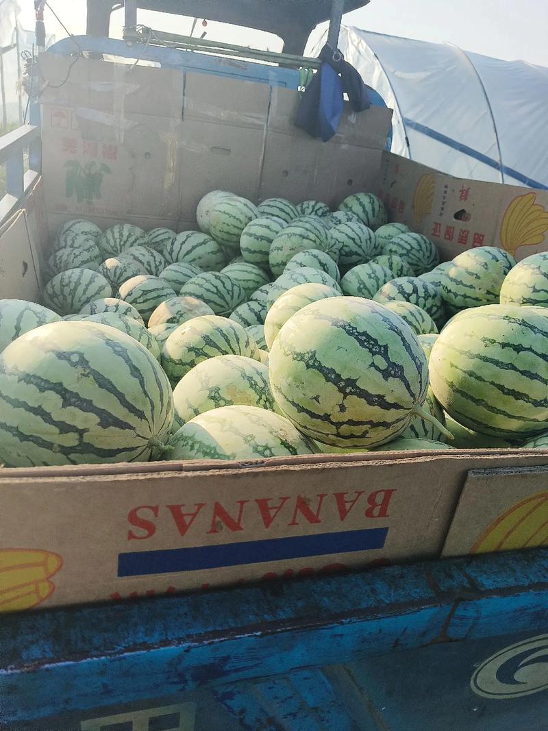 早佳西瓜秋季种植怎么种?-图2 早佳西瓜秋季种植怎么种?-图2