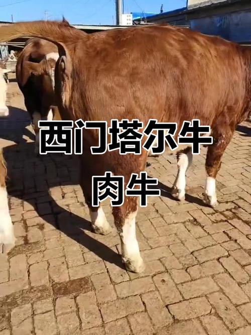 东北西门塔尔牛犊价格多少钱一头?-图1 东北西门塔尔牛犊价格多少钱一头?-图1