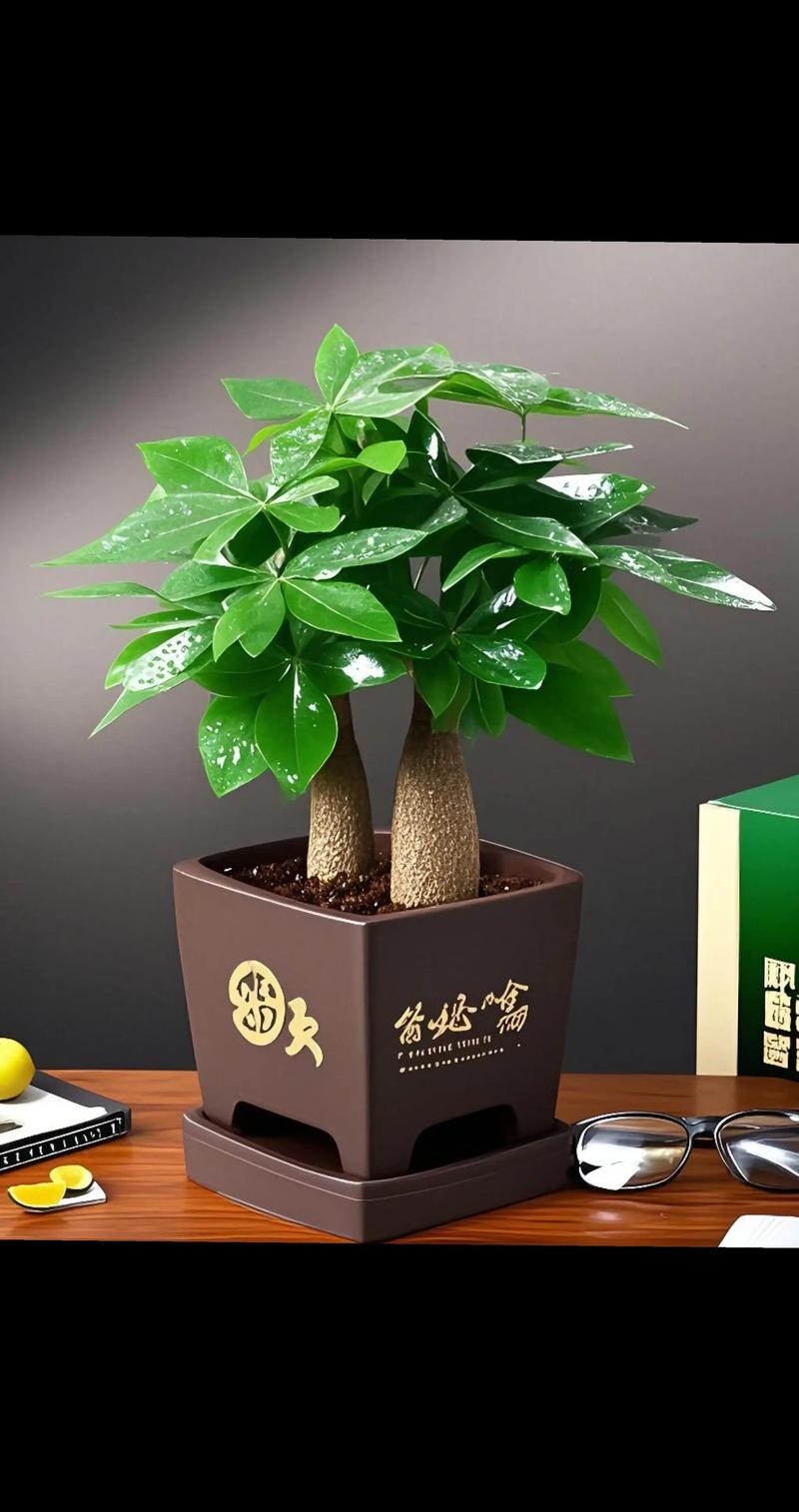 发财树品种具体有哪些？-图1