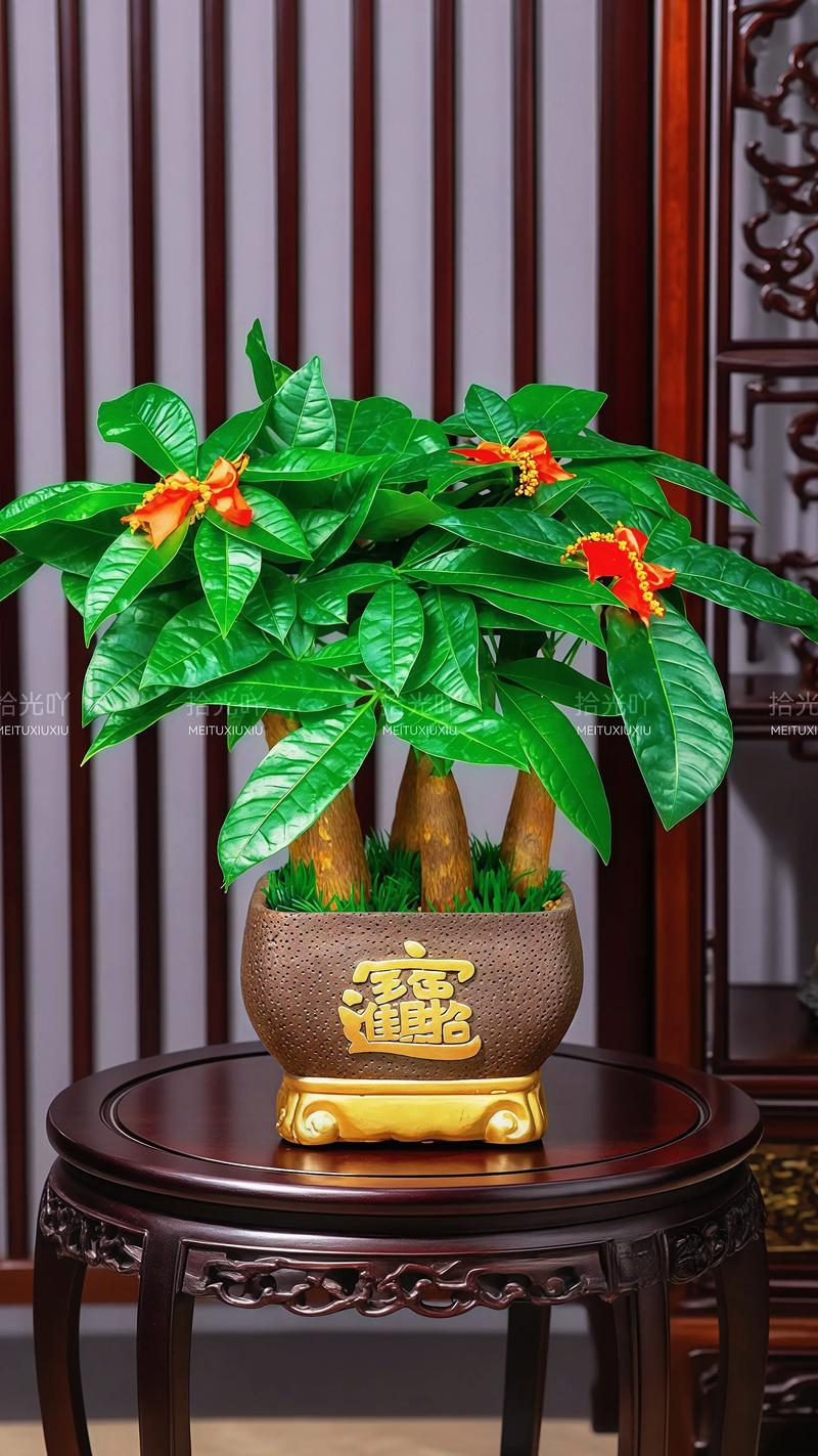 发财树品种具体有哪些？-图2
