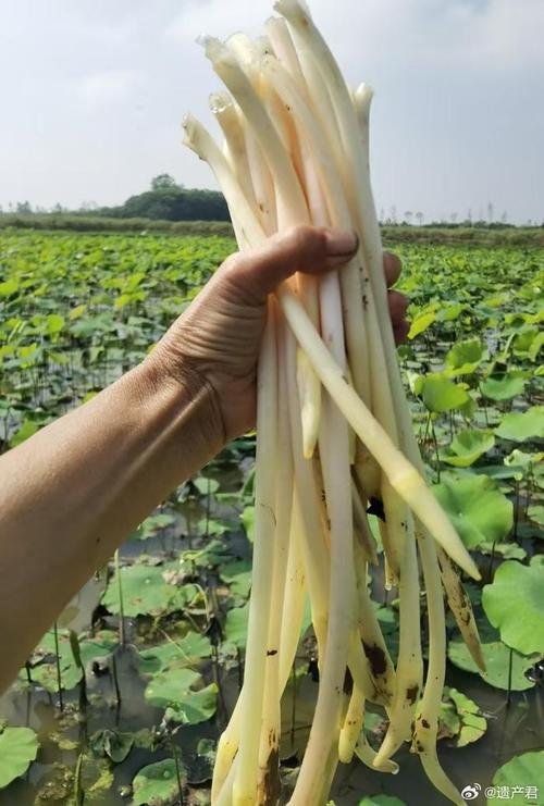 哪些藕带品种品质更优？-图3