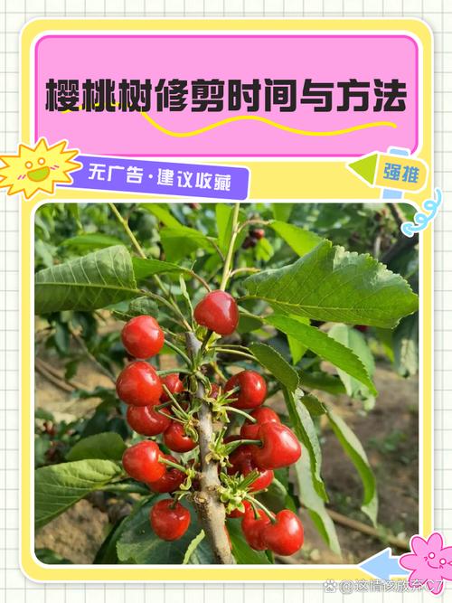 大樱桃定植后如何科学管理促早丰？-图1