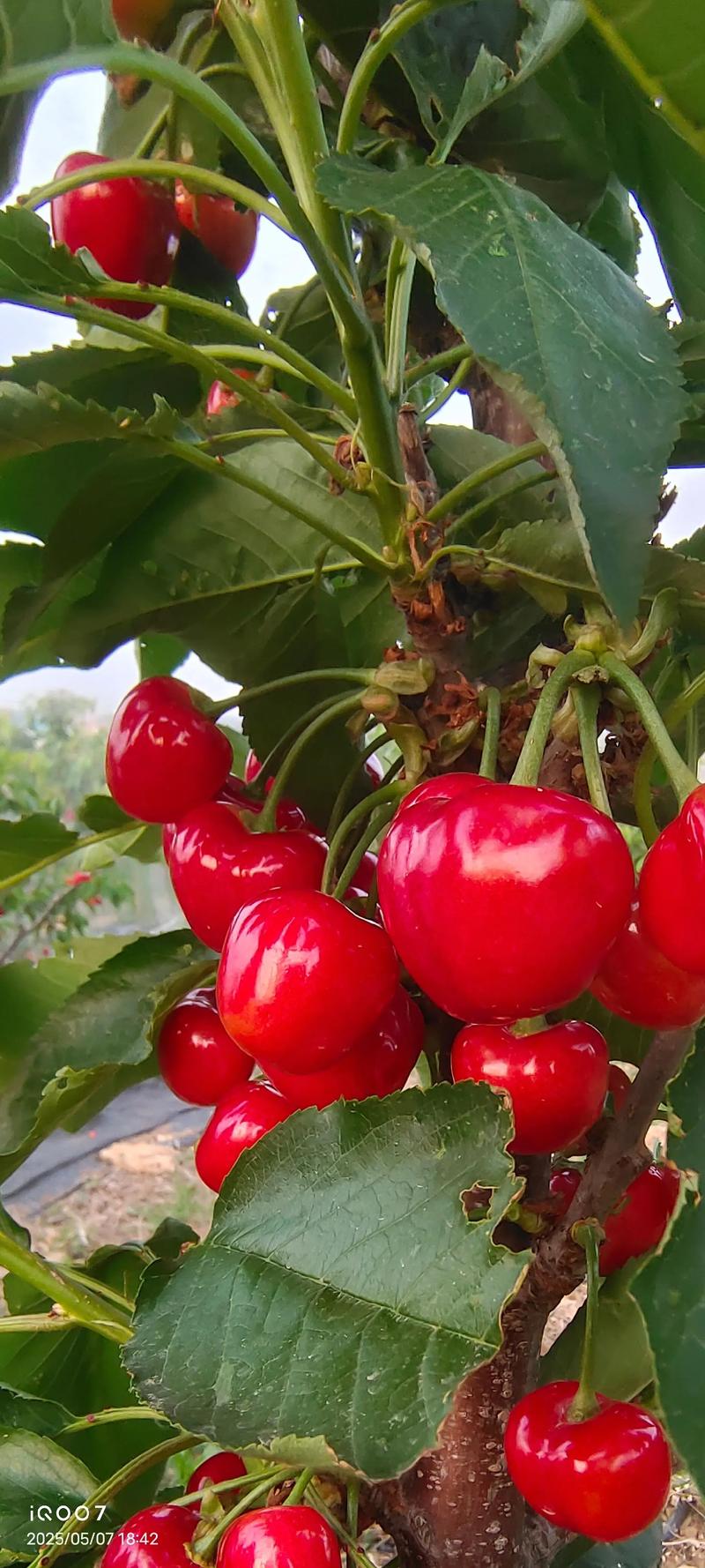 大樱桃定植后如何科学管理促早丰？-图2