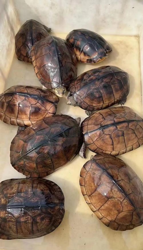 金钱龟哪个品种更值得养？-图1