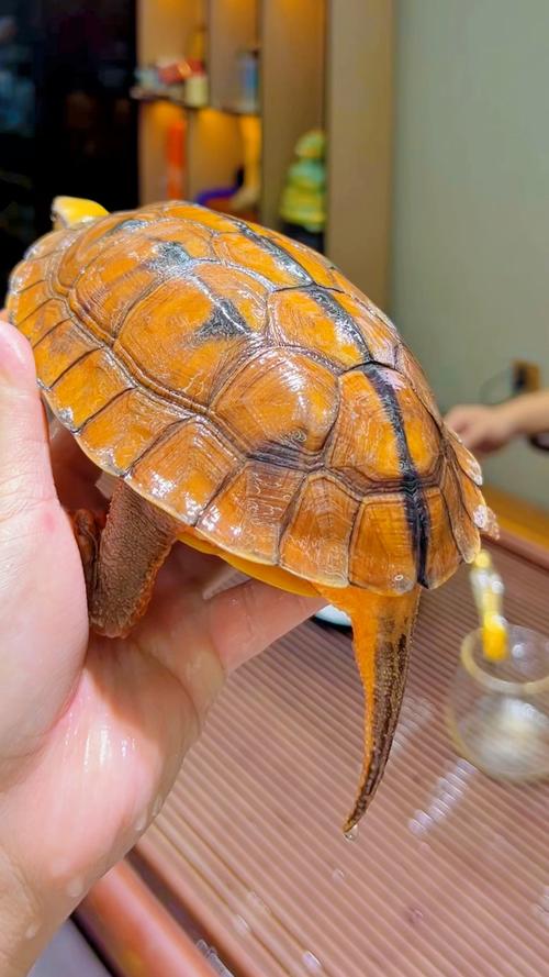 金钱龟哪个品种更值得养？-图2