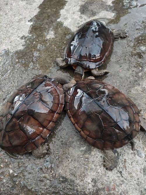 金钱龟哪个品种更值得养？-图3