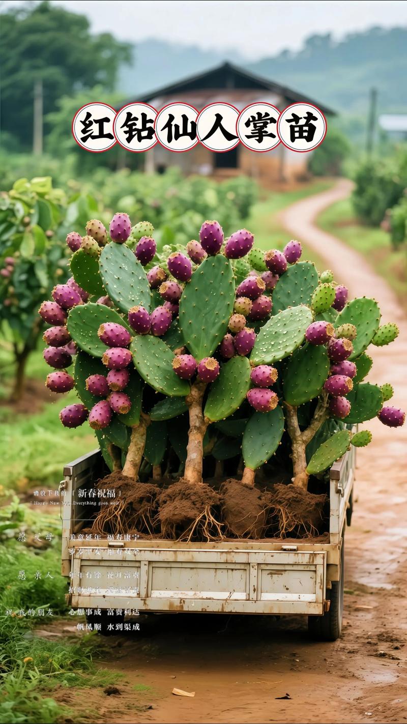 仙人掌有哪些常见品种?-图1 仙人掌有哪些常见品种?-图1