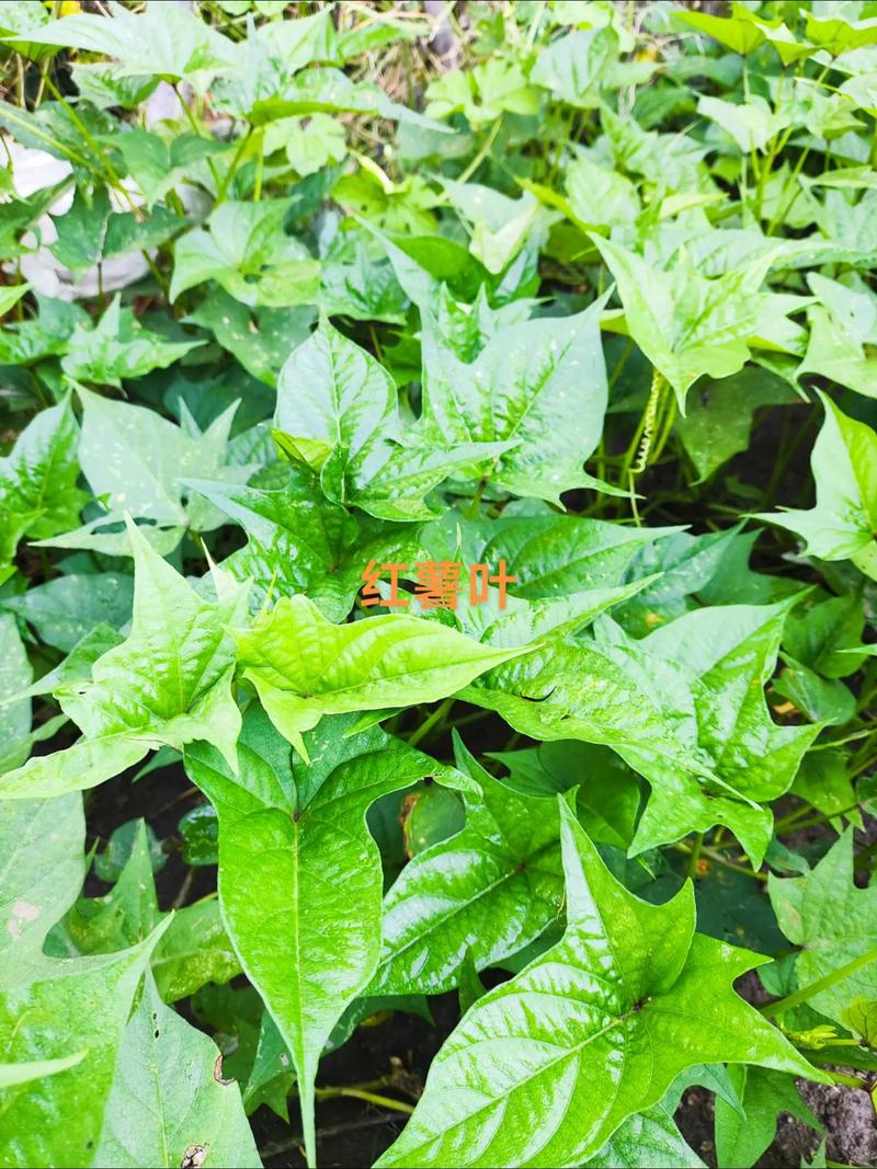红薯叶的种植技术视频-图1