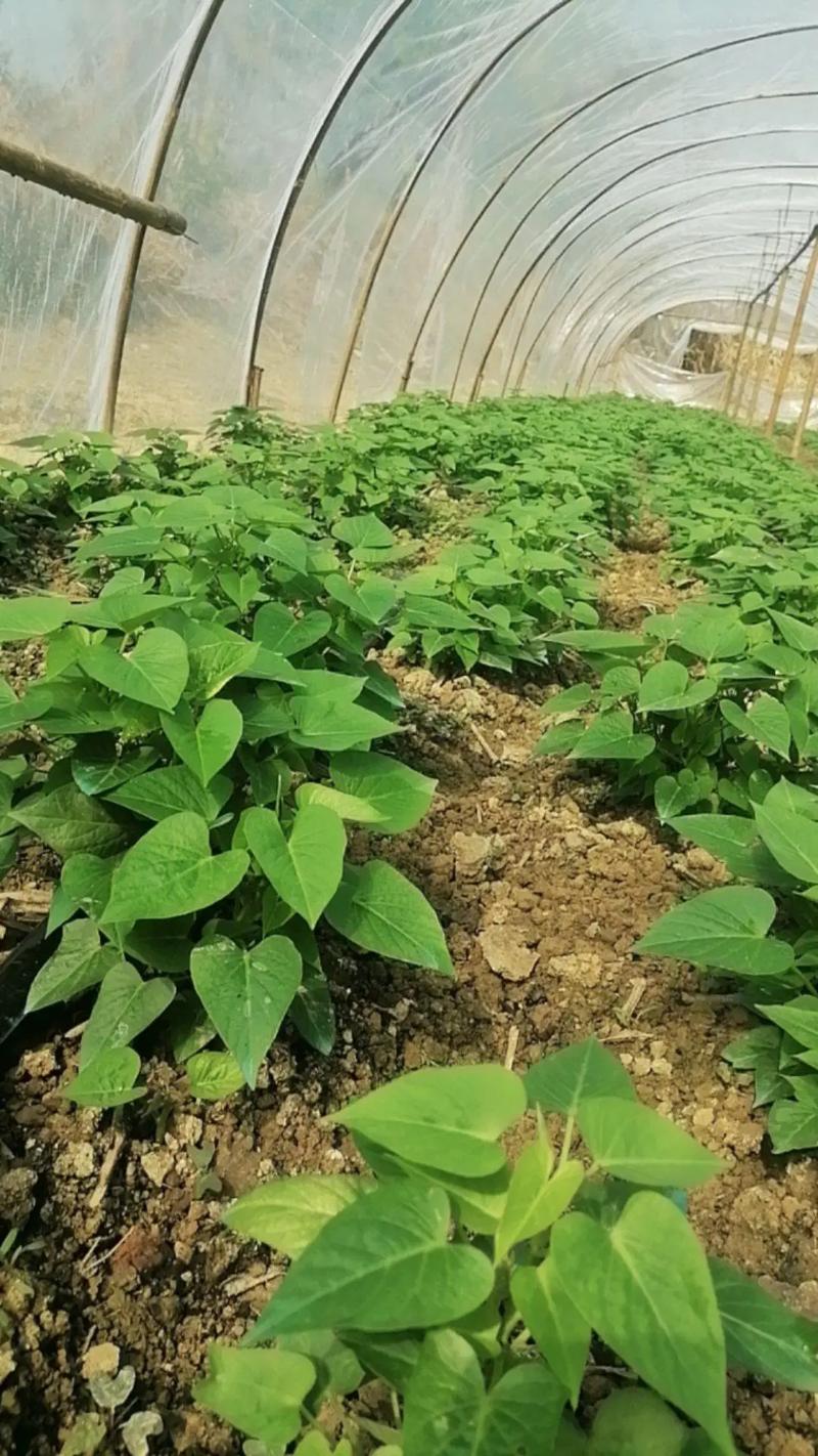 红薯叶的种植技术视频-图2