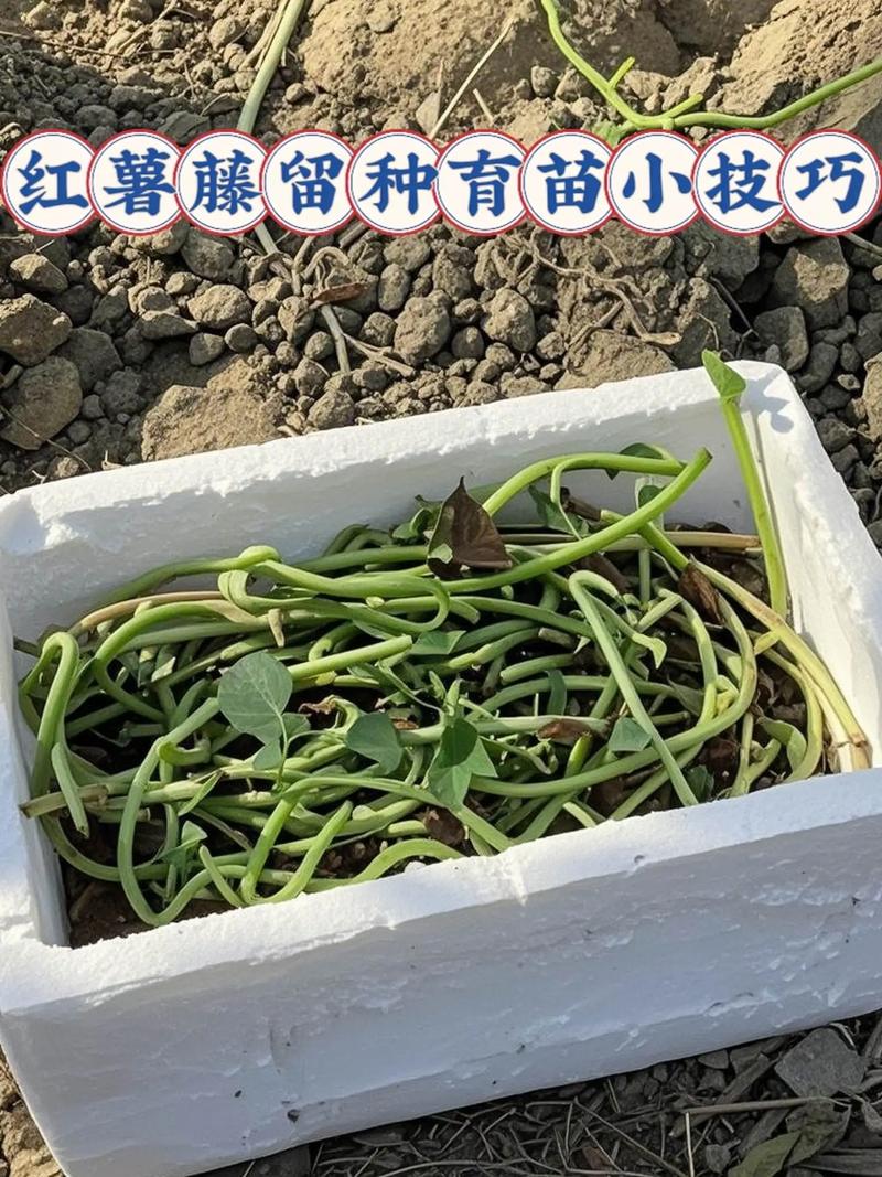 红薯叶的种植技术视频-图3