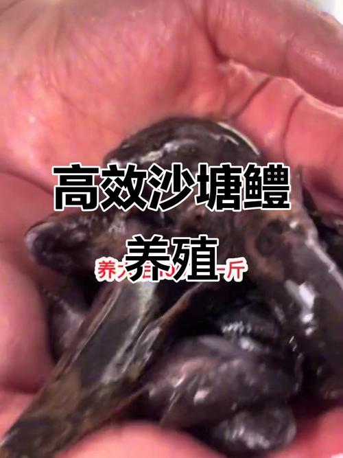 月鳢人工养殖技术视频怎么学？-图2