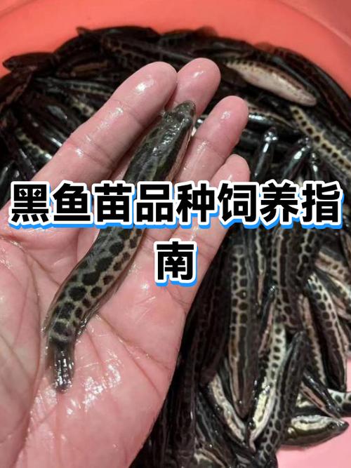 月鳢人工养殖技术视频怎么学？-图3