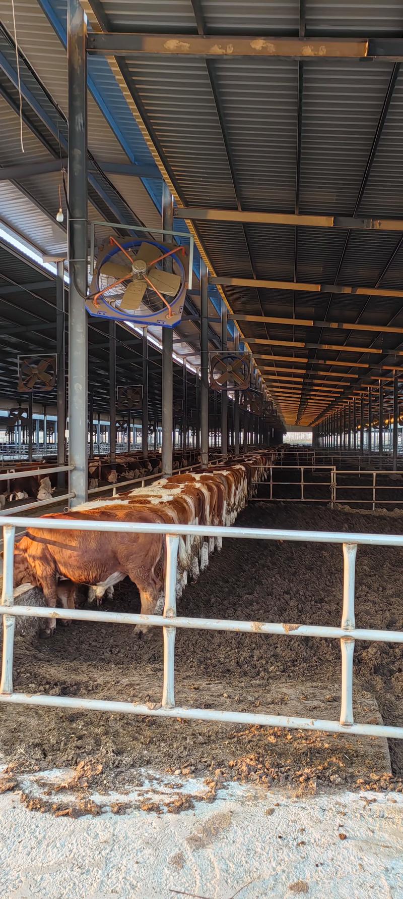 牛的养殖技术视频如何高效播放学习?-图2 牛的养殖技术视频如何高效播放学习?-图2