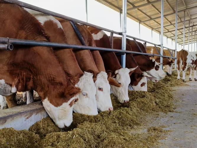 牛的养殖技术视频如何高效播放学习?-图1 牛的养殖技术视频如何高效播放学习?-图1