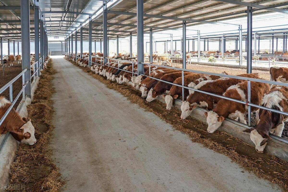 牛的养殖技术视频如何高效播放学习?-图3 牛的养殖技术视频如何高效播放学习?-图3