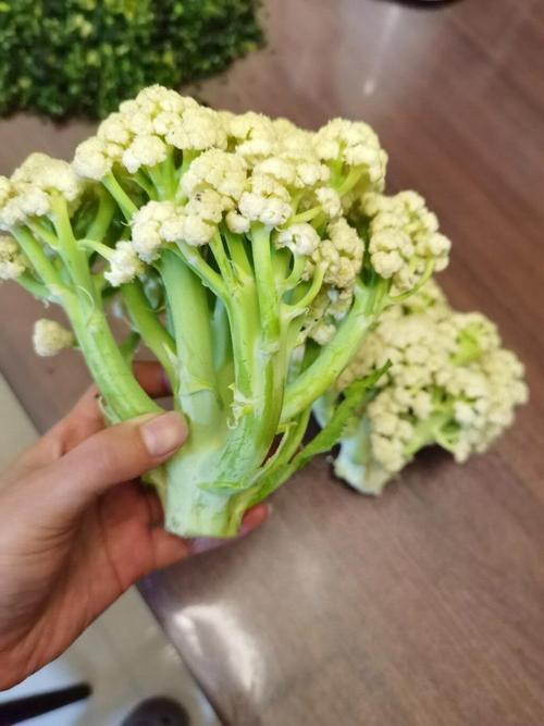 有机菜花种植技术视频-图1 有机菜花种植技术视频-图1