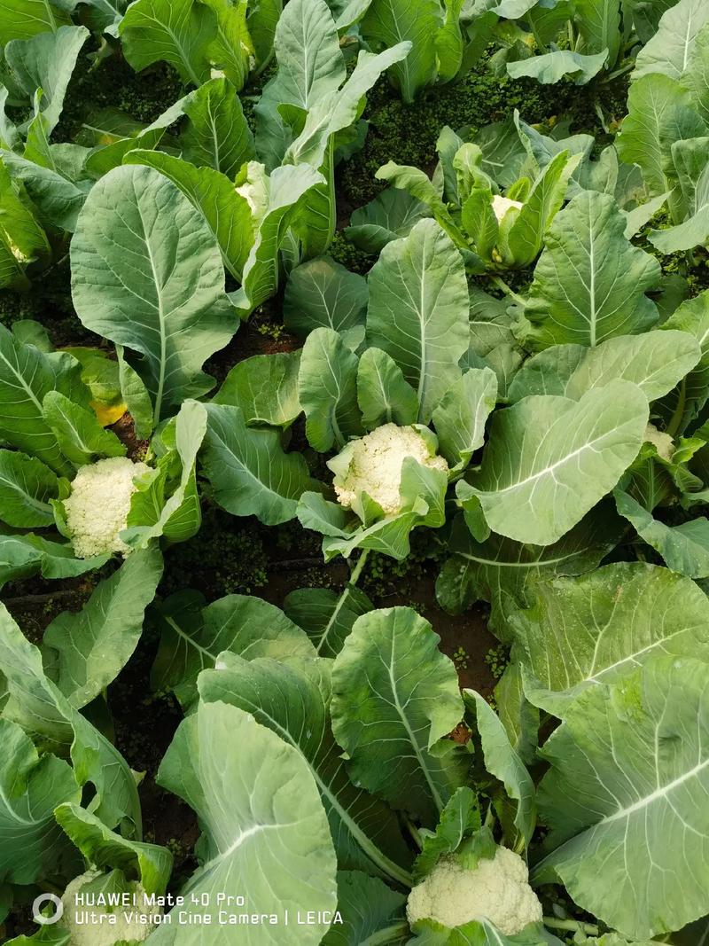 有机菜花种植技术视频-图2 有机菜花种植技术视频-图2