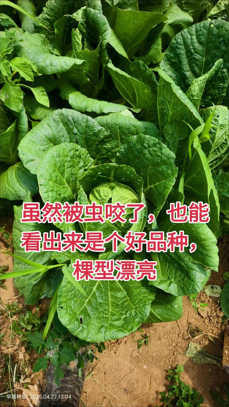 春大将白菜有何独特优势？-图1
