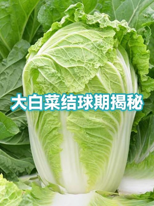 春大将白菜有何独特优势？-图2