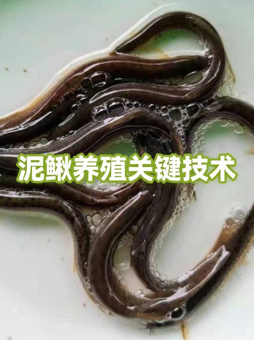 农广天地泥鳅养殖技术-图1 农广天地泥鳅养殖技术-图1