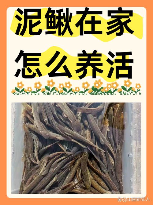农广天地泥鳅养殖技术-图2 农广天地泥鳅养殖技术-图2