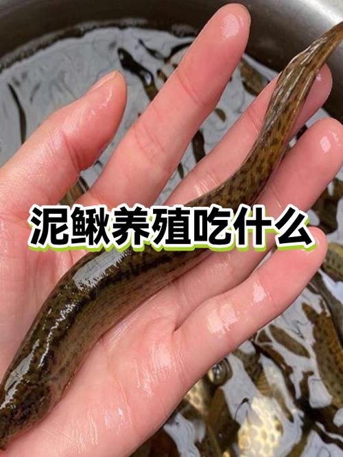 农广天地泥鳅养殖技术-图3