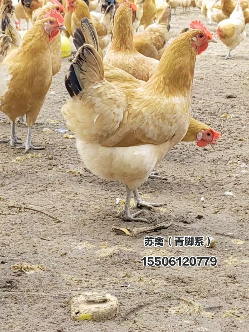 青黄腿鸡是稀有鸡种吗?-图1 青黄腿鸡是稀有鸡种吗?-图1