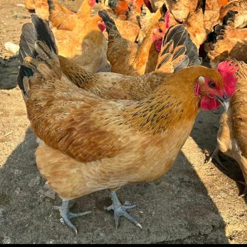 青黄腿鸡是稀有鸡种吗?-图2 青黄腿鸡是稀有鸡种吗?-图2