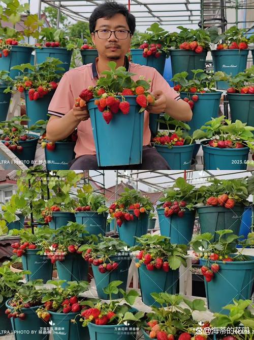南方无土种植草莓，关键技术有哪些？-图1