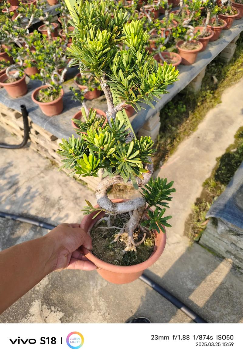 什么品种罗汉松好养又好活?-图1 什么品种罗汉松好养又好活?-图1