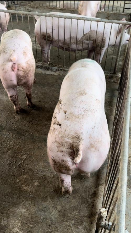 二元母猪品种选哪个好？-图3