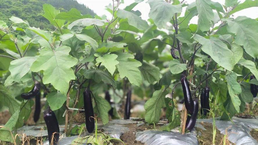 紫茄子怎么种？视频教你关键技术！-图1