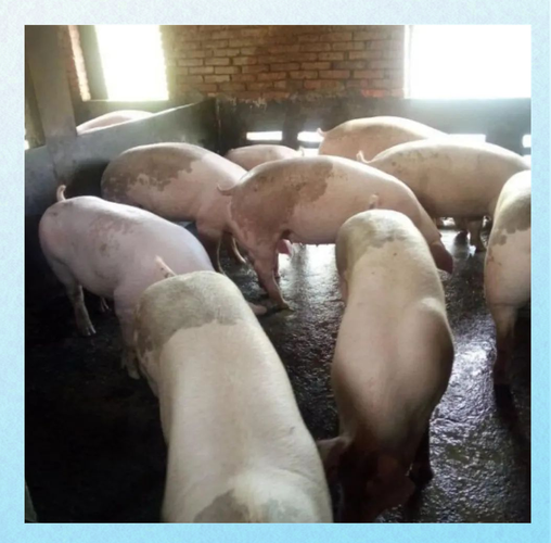 三元杂交猪有哪些典型品种特征？-图1