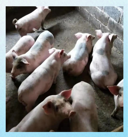 三元杂交猪有哪些典型品种特征？-图2