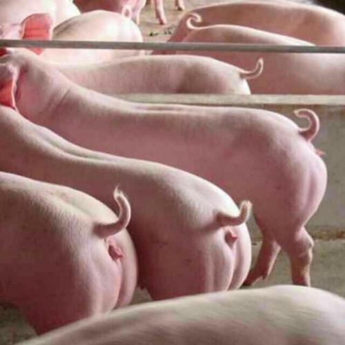 三元杂交猪有哪些典型品种特征？-图3