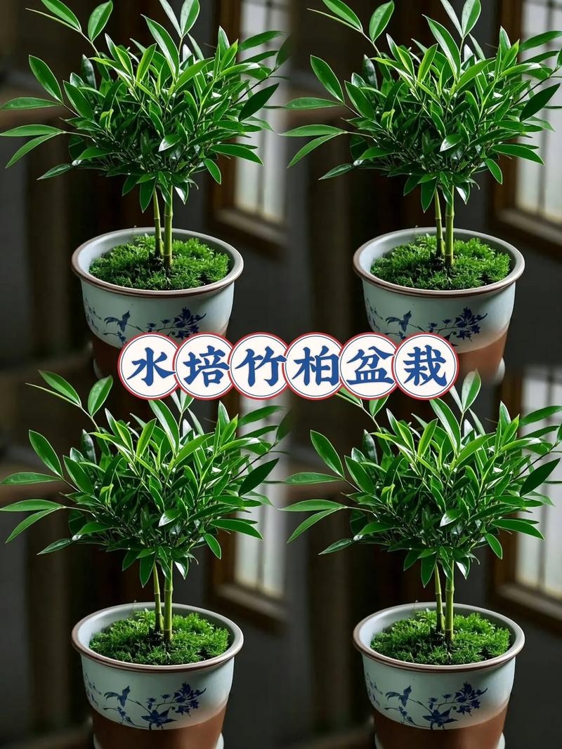 长竹柏品种养殖方法-图1 长竹柏品种养殖方法-图1