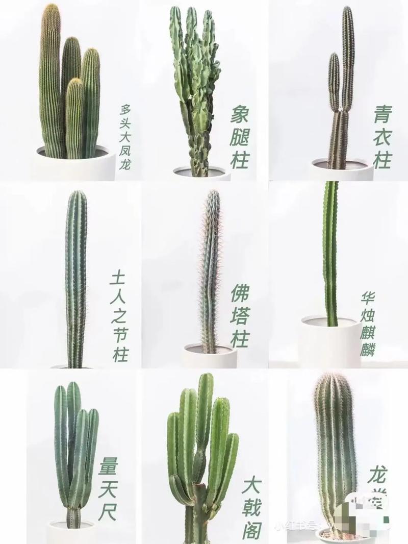 叶仙人掌到底有多少品种？-图1