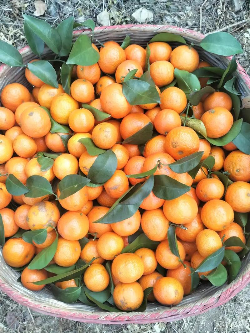 含糖量最高的桔品种-图1
