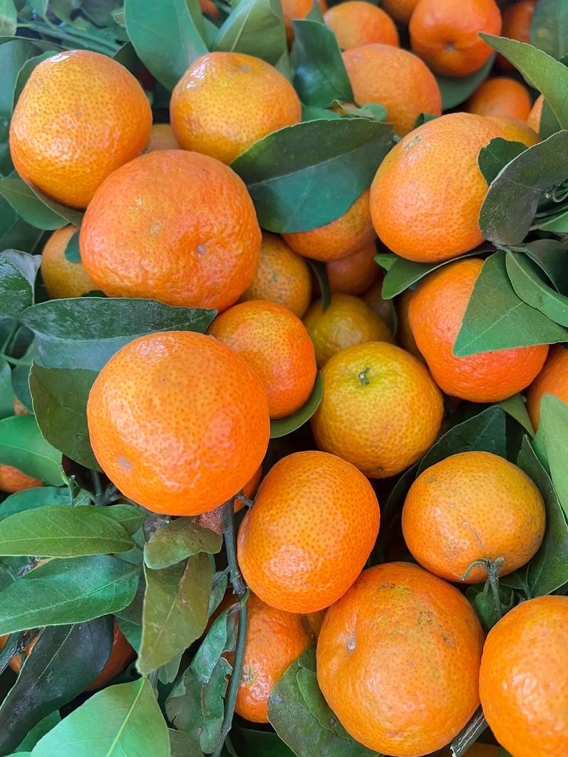含糖量最高的桔品种-图2