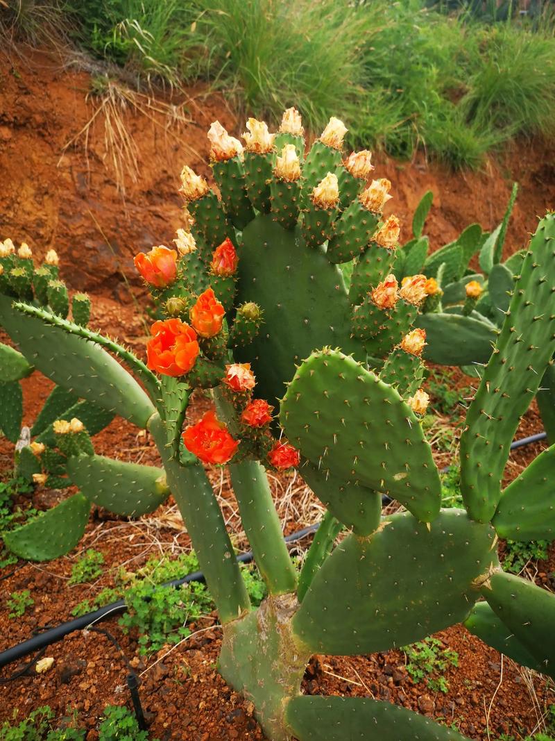 哪些仙人掌品种无需冬眠?-图1 哪些仙人掌品种无需冬眠?-图1