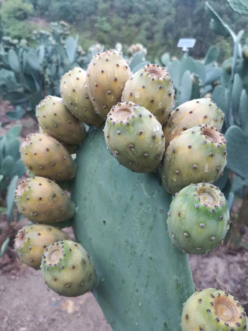 哪些仙人掌品种无需冬眠?-图2 哪些仙人掌品种无需冬眠?-图2