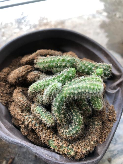 哪些仙人掌品种无需冬眠?-图3 哪些仙人掌品种无需冬眠?-图3