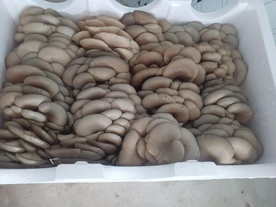 2025平菇价格会涨还是跌？-图2