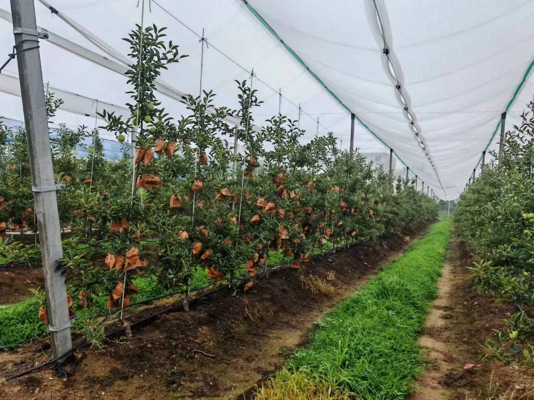 苹果果树种植管理技术有哪些关键要点？-图1