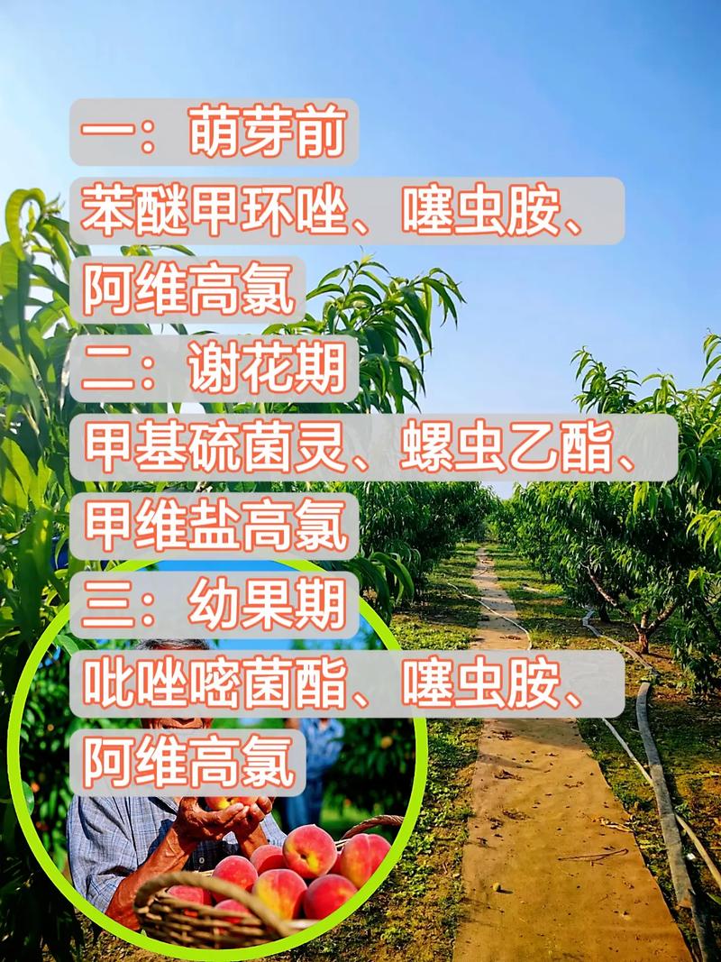 苹果果树种植管理技术有哪些关键要点？-图3