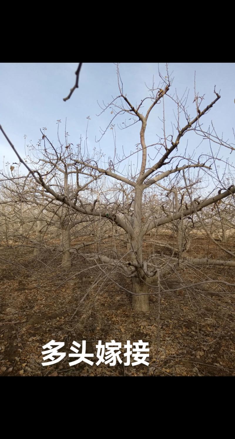 苹果果树种植管理技术有哪些关键要点？-图2