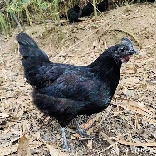 黑毛鸡是什么品种?-图2 黑毛鸡是什么品种?-图2